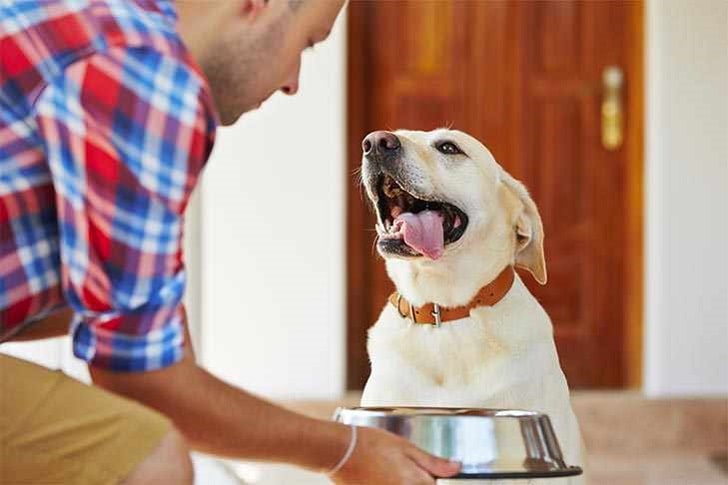 Köpek Bakımı Nasıl Yapılır