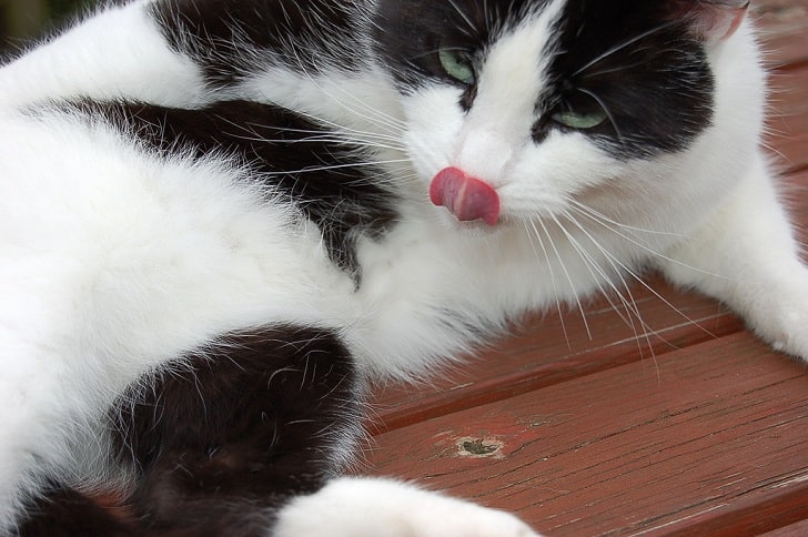 Kedi İdrar Yapamıyorsa Ne Yapılabilir (İdrar Tıkanıklığı Nedir)