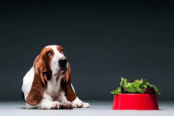 Köpekler Marul Yiyebilir mi? (g1)